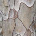 DSCF3590.JPG