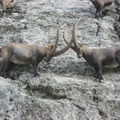 116-1618_IMG.JPG