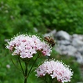 dscf0220.jpg