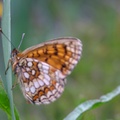 dscf0289.jpg